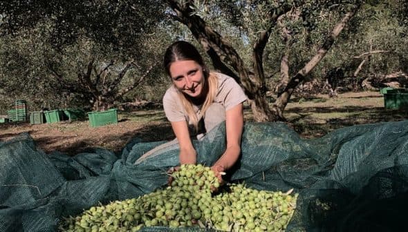 Woman holding freshly harvested olives while sitting on a green net in an olive grove. - Olive Oil Times