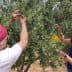 Two individuals collecting olives from an olive tree during the harvesting process. - Olive Oil Times