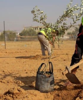Individual in a yellow vest planting an olive tree sapling in dry soil with a shovel. - Olive Oil Times