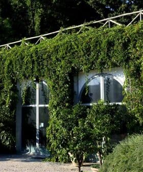 A building with large windows covered in lush green vines and plants. - Olive Oil Times