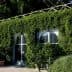A building with large windows covered in lush green vines and plants. - Olive Oil Times