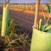 Young olive trees planted in green protective sleeves in a field. - Olive Oil Times