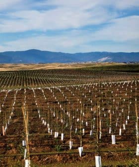 Vast vineyard landscape featuring rows of young vines with protective white covers in the soil. - Olive Oil Times