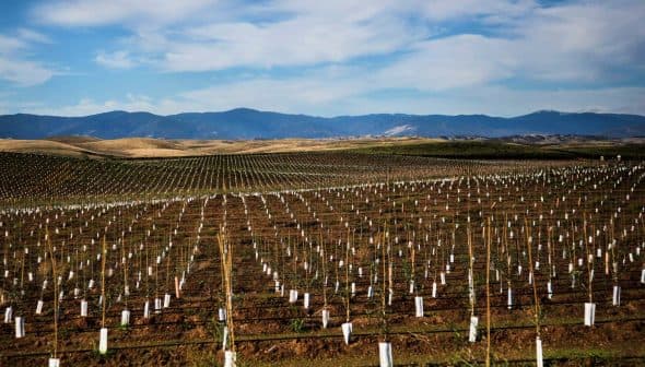 Vast vineyard landscape featuring rows of young vines with protective white covers in the soil. - Olive Oil Times
