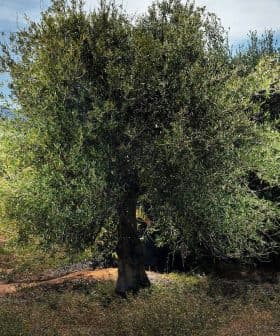A solitary olive tree with lush green leaves in an orchard setting under a clear sky. - Olive Oil Times
