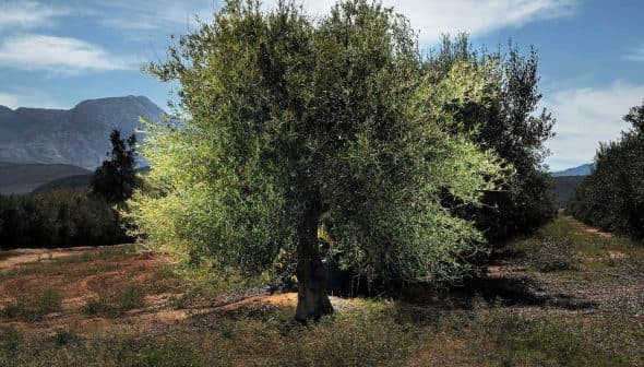 A solitary olive tree with lush green leaves in an orchard setting under a clear sky. - Olive Oil Times