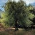 A solitary olive tree with lush green leaves in an orchard setting under a clear sky. - Olive Oil Times