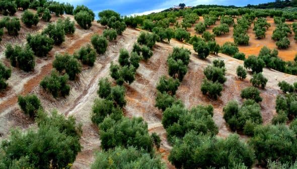 Aerial view of a hillside olive grove with neatly arranged trees and soil patterns. - Olive Oil Times