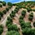 Aerial view of a hillside olive grove with neatly arranged trees and soil patterns. - Olive Oil Times