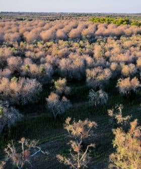 Aerial view of a forested area with a mix of trees, some appearing bare and others green. - Olive Oil Times