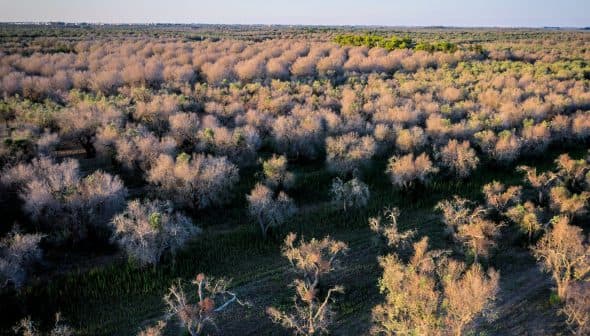 Aerial view of a forested area with a mix of trees, some appearing bare and others green. - Olive Oil Times