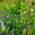 A vibrant meadow filled with various wildflowers in shades of purple and green. - Olive Oil Times