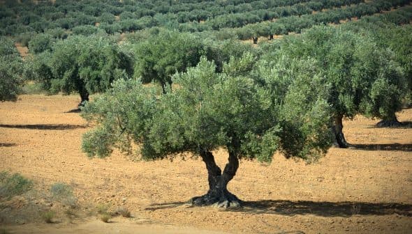Single olive tree with a thick trunk and lush green foliage in a field of olive trees. - Olive Oil Times