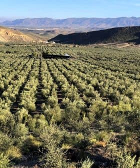 Expansive olive grove with rows of olive trees and distant mountains in the background. - Olive Oil Times