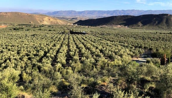 Expansive olive grove with rows of olive trees and distant mountains in the background. - Olive Oil Times