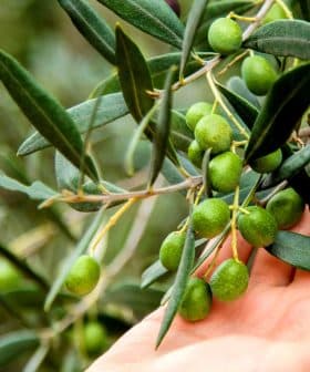 A hand gently touching an olive branch with unripe green olives and leaves. - Olive Oil Times