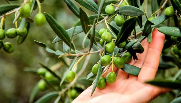 A hand gently touching an olive branch with unripe green olives and leaves. - Olive Oil Times