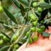 A hand gently touching an olive branch with unripe green olives and leaves. - Olive Oil Times
