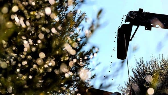 Olive harvesting equipment silhouetted against a blue sky with olives falling from it. - Olive Oil Times
