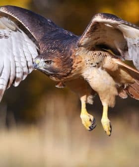A red-tailed hawk soaring through the air with wings spread wide and talons extended. - Olive Oil Times