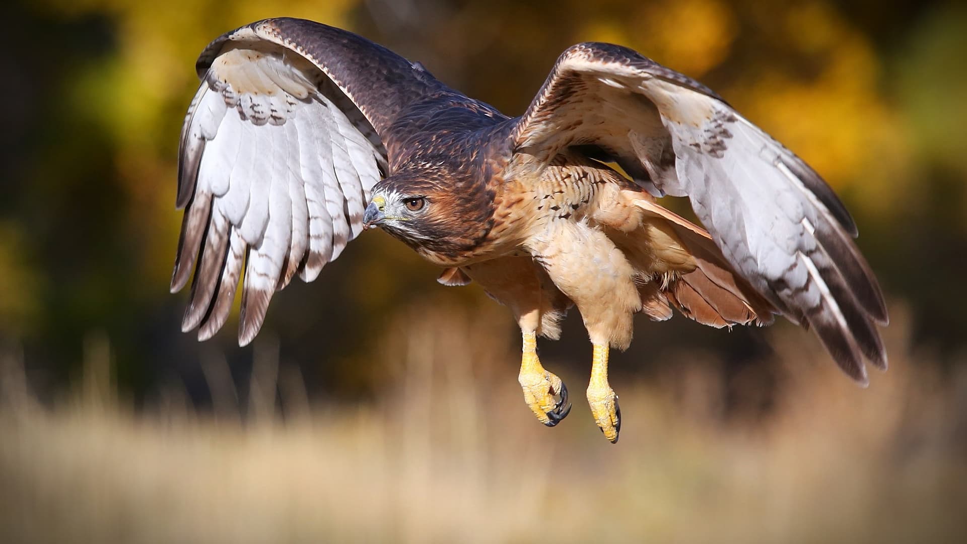 Untitled, image size:1920x1080