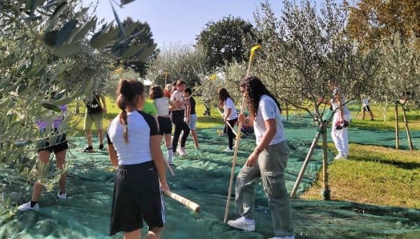 Group of people participating in olive harvesting under trees with nets on the ground. - Olive Oil Times