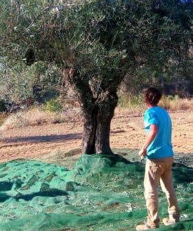Three individuals harvesting olives from an olive tree using nets and sticks in a field. - Olive Oil Times