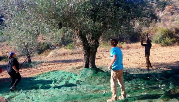 Three individuals harvesting olives from an olive tree using nets and sticks in a field. - Olive Oil Times