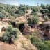An ancient stone bridge in a landscape filled with olive trees and rocky terrain. - Olive Oil Times