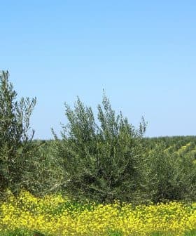 Olive trees growing in a field with yellow flowers in the foreground and rows of trees in the background. - Olive Oil Times