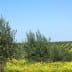 Olive trees growing in a field with yellow flowers in the foreground and rows of trees in the background. - Olive Oil Times