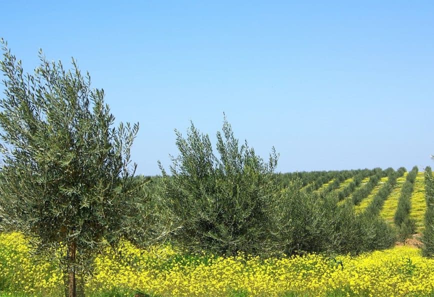Olive trees growing in a field with yellow flowers in the foreground and rows of trees in the background. - Olive Oil Times