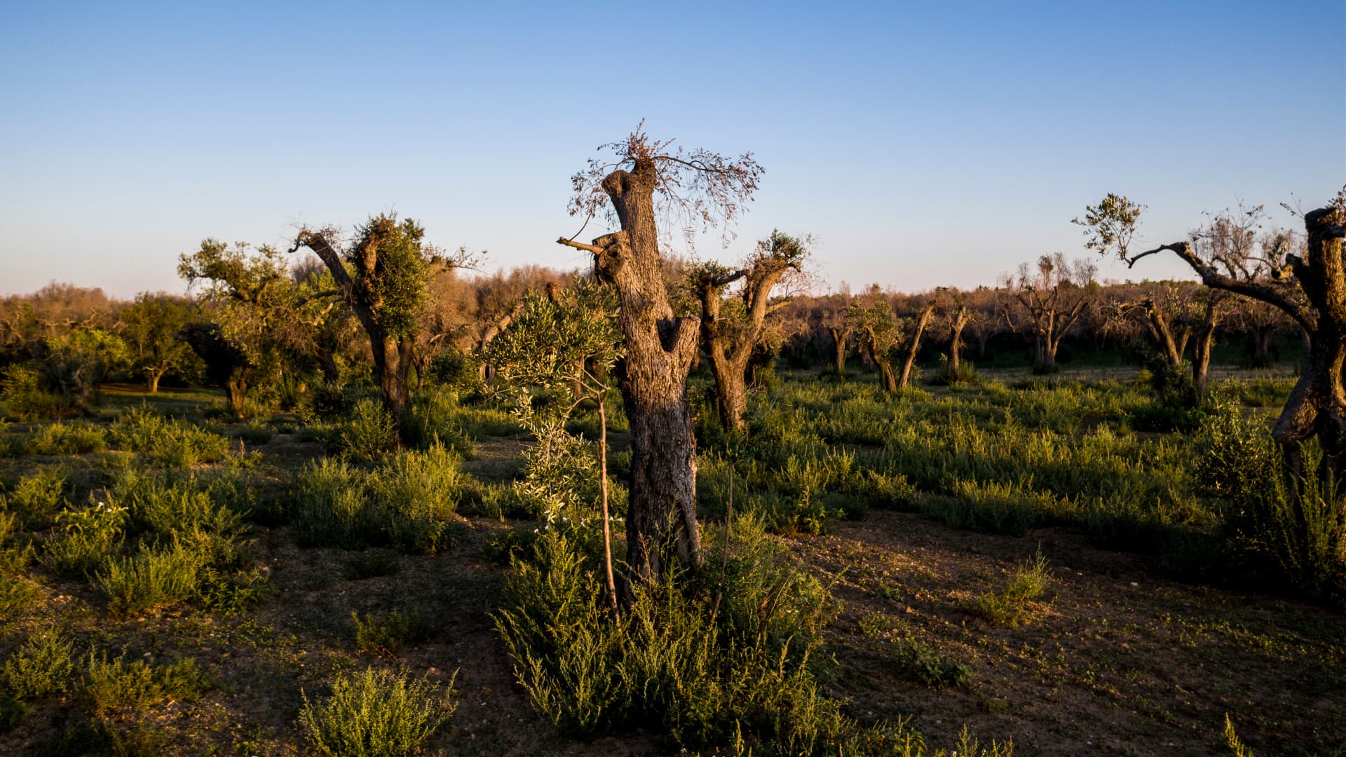 View of an olive grove with several olive trees and green underbrush in a natural setting. - Olive Oil Times