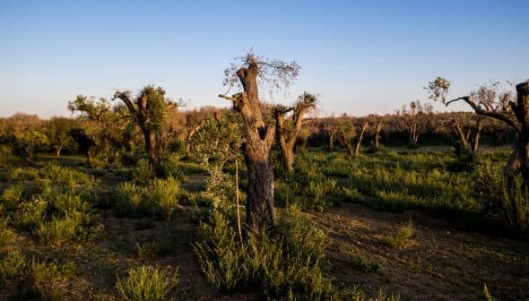 View of an olive grove with several olive trees and green underbrush in a natural setting. - Olive Oil Times