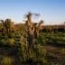 View of an olive grove with several olive trees and green underbrush in a natural setting. - Olive Oil Times