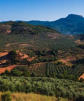 Aerial view of a landscape featuring extensive olive groves and rolling hills under a clear blue sky. - Olive Oil Times