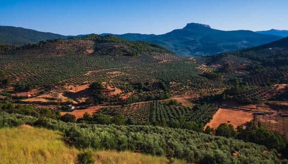 Aerial view of a landscape featuring extensive olive groves and rolling hills under a clear blue sky. - Olive Oil Times