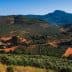 Aerial view of a landscape featuring extensive olive groves and rolling hills under a clear blue sky. - Olive Oil Times