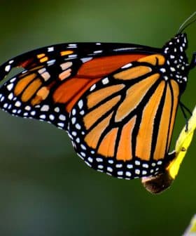 Close-up of a Monarch butterfly perched on a green leaf with vibrant orange and black wings. - Olive Oil Times