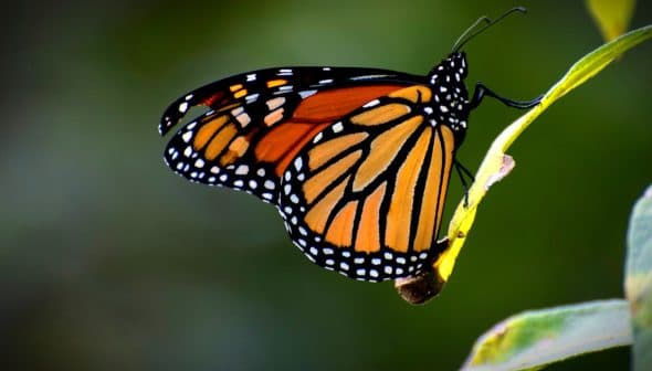 Close-up of a Monarch butterfly perched on a green leaf with vibrant orange and black wings. - Olive Oil Times