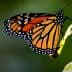 Close-up of a Monarch butterfly perched on a green leaf with vibrant orange and black wings. - Olive Oil Times
