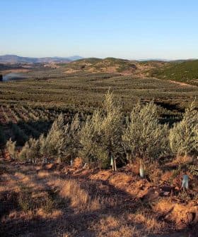 Expansive view of an olive grove with rows of olive trees on a hillside under a clear sky. - Olive Oil Times