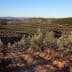 Expansive view of an olive grove with rows of olive trees on a hillside under a clear sky. - Olive Oil Times