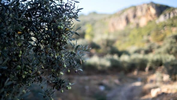 Close-up of an olive tree branch with unripe olives against a blurred background of olive groves. - Olive Oil Times