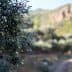 Close-up of an olive tree branch with unripe olives against a blurred background of olive groves. - Olive Oil Times