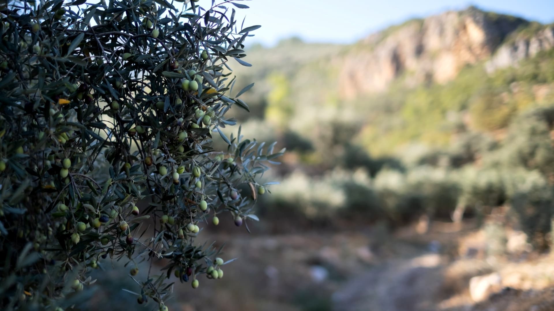 Close-up of an olive tree branch with unripe olives against a blurred background of olive groves. - Olive Oil Times
