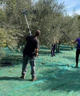 Three individuals using poles to harvest olives from trees in an orchard with green nets on the ground. - Olive Oil Times