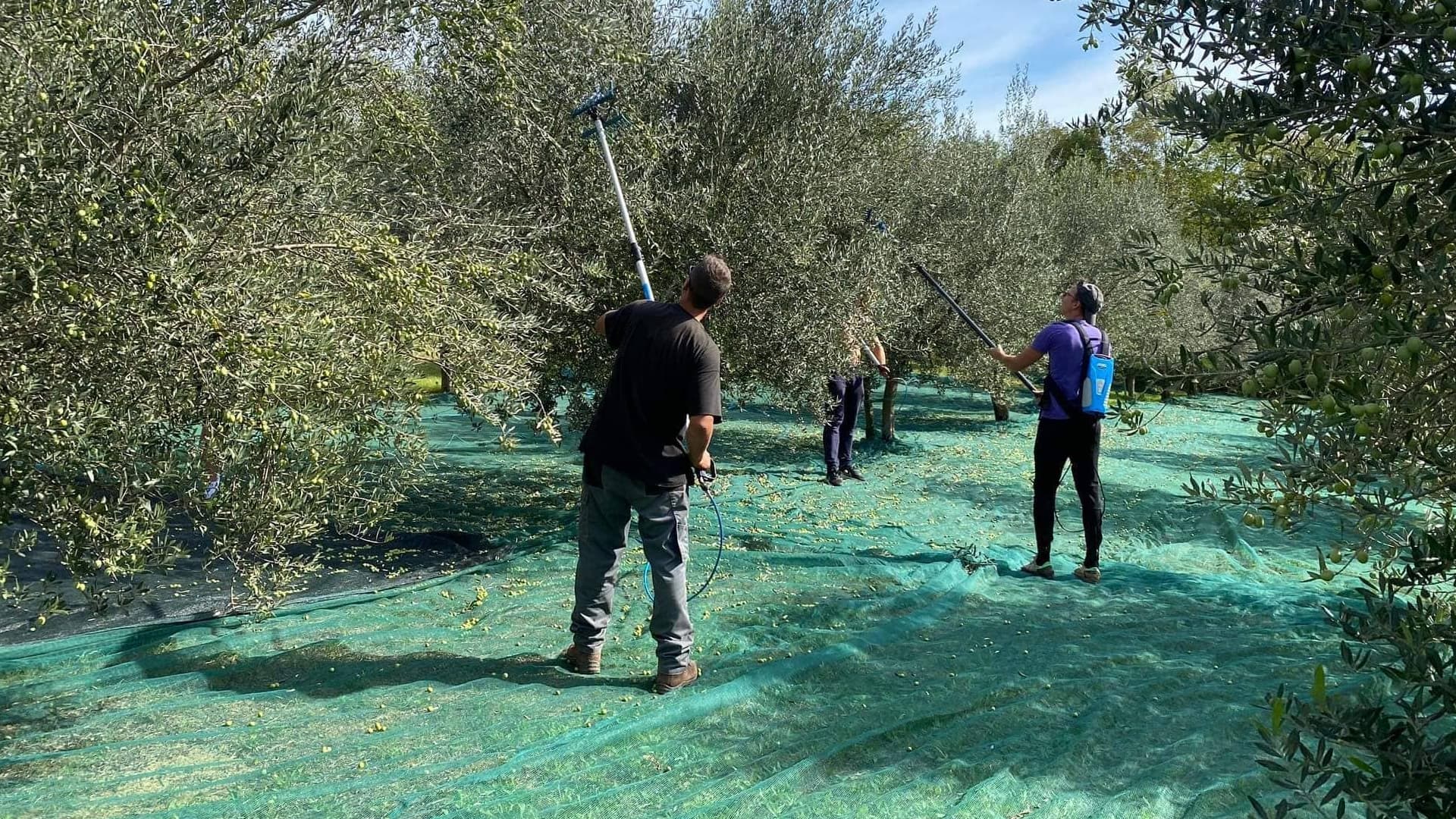 Three individuals using poles to harvest olives from trees in an orchard with green nets on the ground. - Olive Oil Times