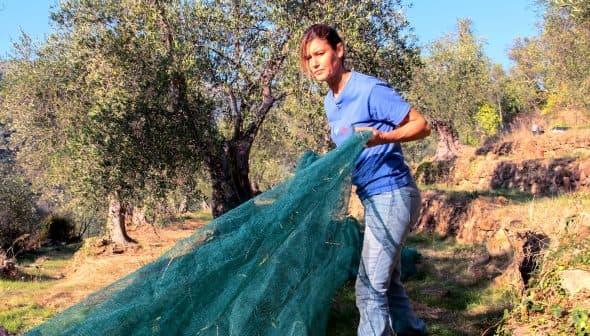 Woman in a blue shirt pulling a green net used for olive harvesting in an olive grove. - Olive Oil Times