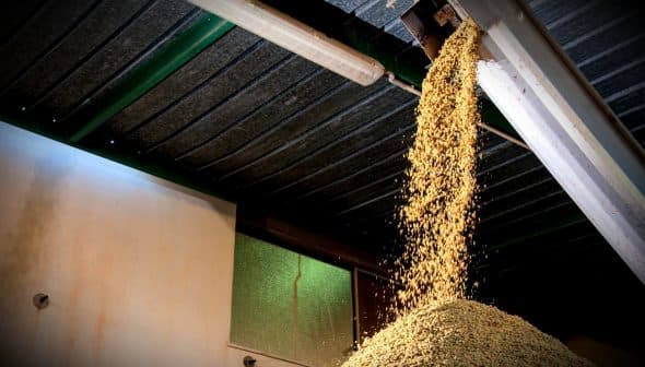Grain cascading from a hopper onto a pile on the ground in a warehouse setting. - Olive Oil Times